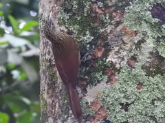 Xiphorhynchus guttatus