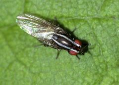 Poecilohetaerella dubiosa
