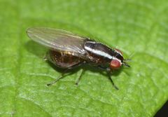 Poecilohetaerella dubiosa