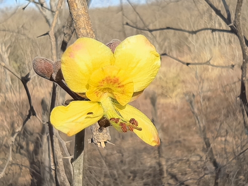 Erythrostemon palmeri, photograph 1