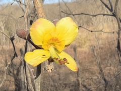 Erythrostemon palmeri, photograph Sinaloa Silvestre, CC0, iNaturalist via GBIF