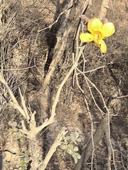 Erythrostemon palmeri, photograph Sinaloa Silvestre, CC0, iNaturalist via GBIF