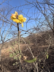 Erythrostemon palmeri, photograph Sinaloa Silvestre, CC0, iNaturalist via GBIF