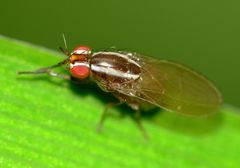 Poecilohetaerella dubiosa