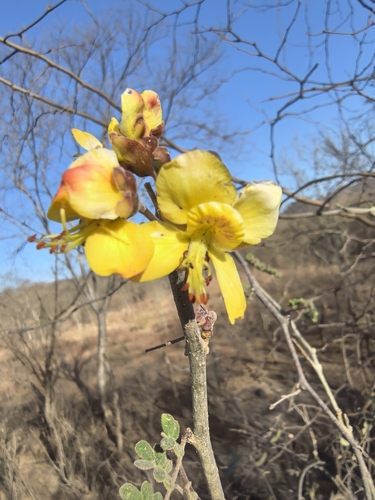 Erythrostemon palmeri, photograph 4