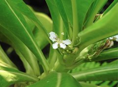 Scaevola taccada