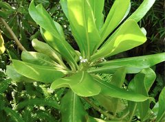 Scaevola taccada