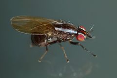 Poecilohetaerella dubiosa