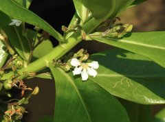 Scaevola taccada