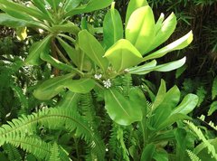 Scaevola taccada