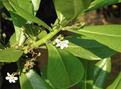 Scaevola taccada