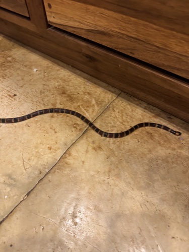Allen's Coralsnake