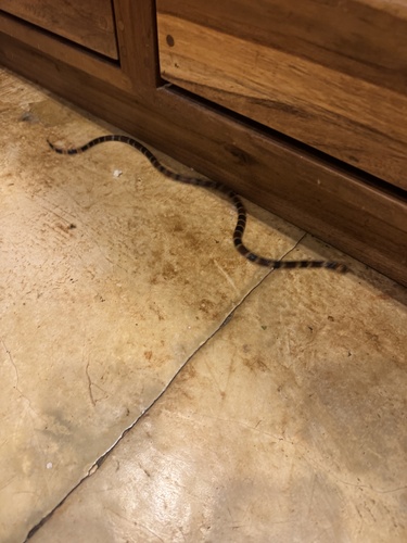 Allen's Coralsnake