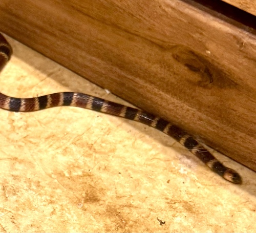 Allen's Coralsnake