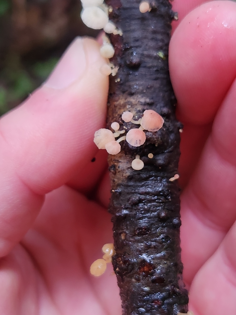 Mycena roseoflava · April 2025 · photo: © archie_tarn (iNaturalist, cc-by)