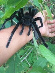 Sericopelma