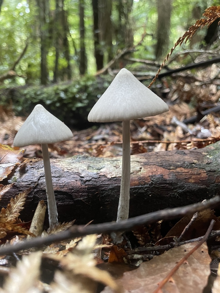 Entoloma canoconicum · April 2025 · photo: © bts_blaire (iNaturalist, cc0)