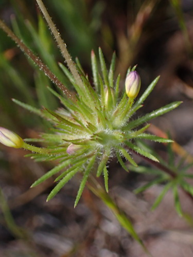 Image of Leptosiphon parviflorus by (c) Cricket Raspet, some rights reserved (CC BY)