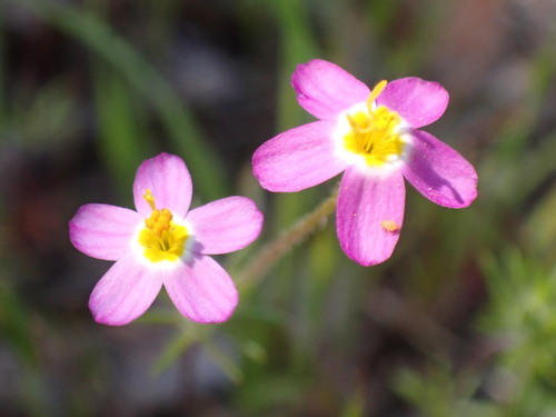 Image of Leptosiphon parviflorus by (c) Cricket Raspet, some rights reserved (CC BY)
