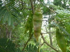 Lysiloma divaricatum