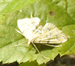 Elophila icciusalis