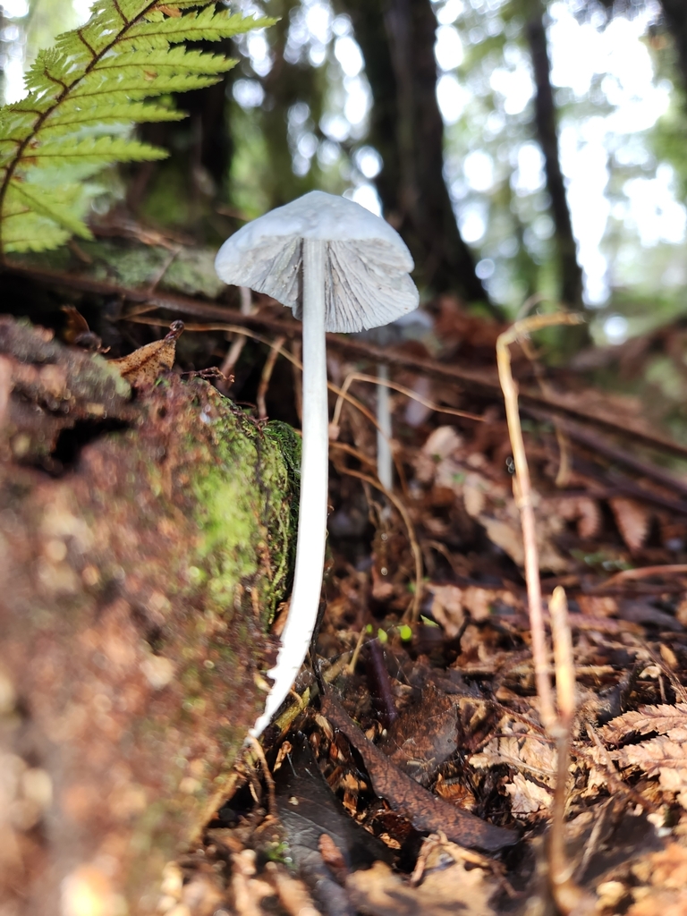 Entoloma hochstetteri · April 2025 · photo: © archie_tarn (iNaturalist, cc-by)