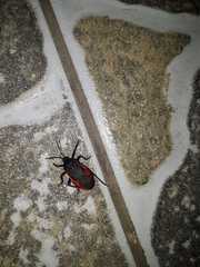 Largus rufipennis