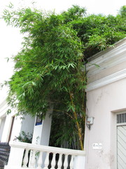 Bambusa eutuldoides
