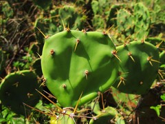 Opuntia stricta