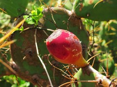 Opuntia stricta