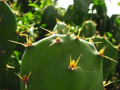 Opuntia stricta