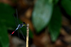 Agrionoptera sexlineata