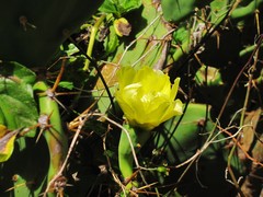 Opuntia stricta