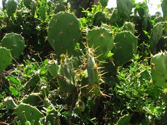Opuntia stricta