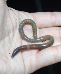 Amynthas corticis