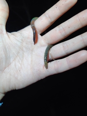 Amynthas corticis