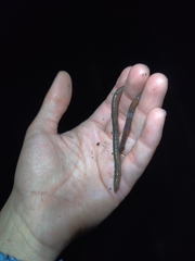 Amynthas corticis