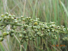 Artemisia latifolia