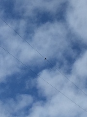 Falco sparverius