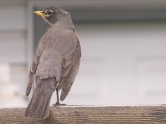 Turdus migratorius