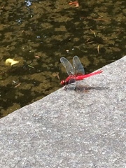 Crocothemis servilia mariannae