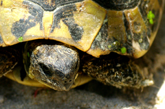 Testudo hermanni hermanni