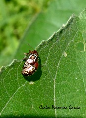 Zygogramma piceicollis