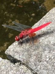 Crocothemis servilia mariannae