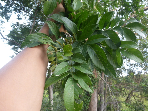 Lonchocarpus minimiflorus - Whole tree