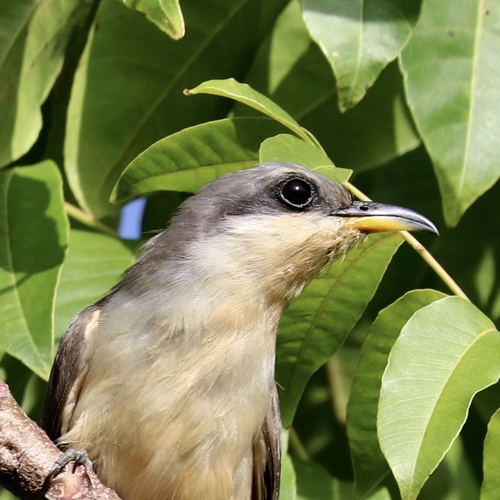 Mangrove Cuckoo