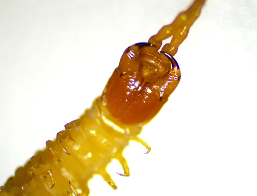 Boreal Yellow-headed Soil Centipede, Capital Regional District, BC, Canada, photo 4 of 10