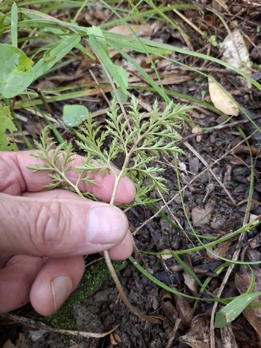 Image of Sceptridium biforme by no rights reserved
