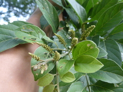 Lonchocarpus minimiflorus