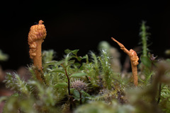 Ophiocordyceps variabilis